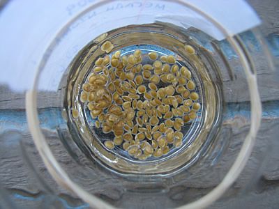 clean tomato seeds at the bottom of a glass jar