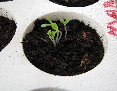 Day 3 - Lettuce seedlings