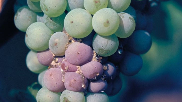 Botrytis bunch rot or Grey mold of grape