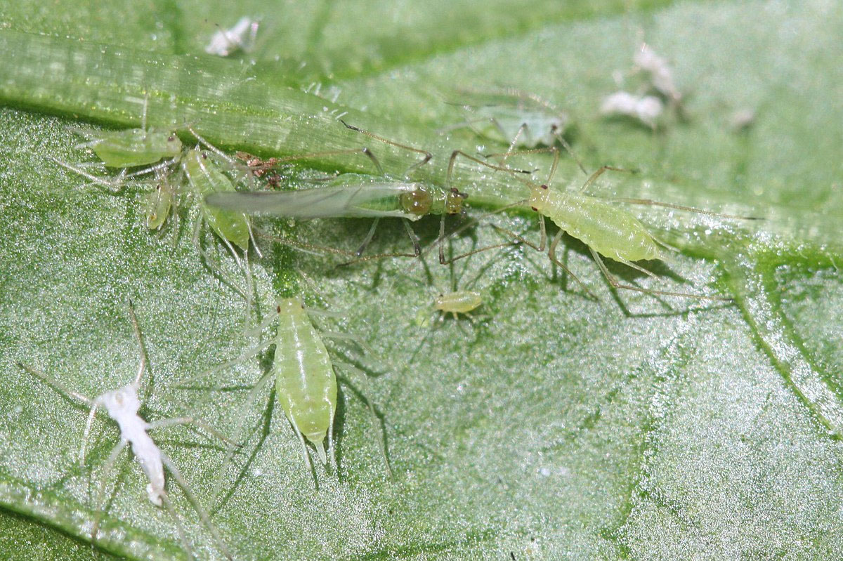 Potato aphids - KALLIERGO