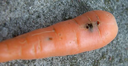 Carrot fly damage in carrot