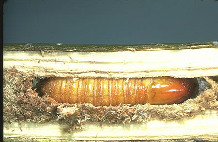 Leopard moth larvae inside a stem