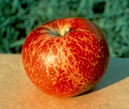 Powdery mildew of apples on an apple fruit