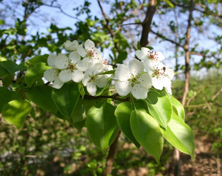 Pear blossoms