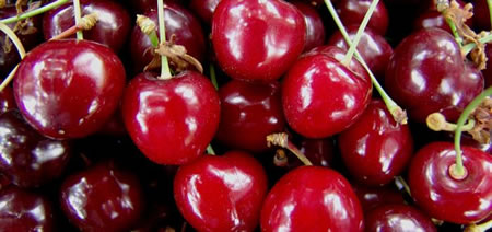Cherries of the variety Edessa Tragana