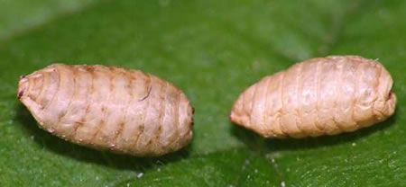 Nymphs (pupae) of cherry fruit fly