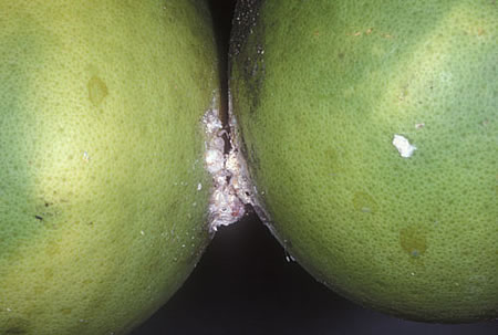 Citrus mealybug in a green lemon