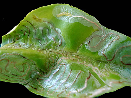Affected leaf from leafminer. The tunnels it has created can be seen