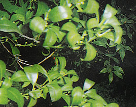 Potassium deficiency in orange trees