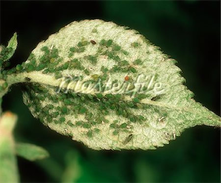 Colony of green aphids on an apple leaf