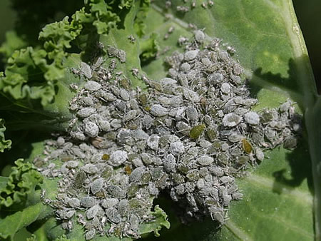 Colony of cabbage aphid on the lower surface of the leaf