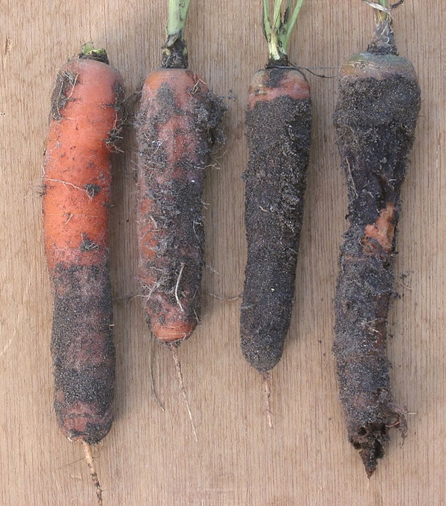 Violet root rot