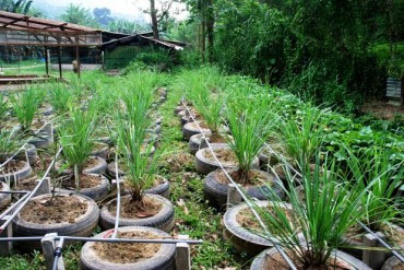 Gardens made from old car tyres, ECHO Farms, across sub-Saharan Africa