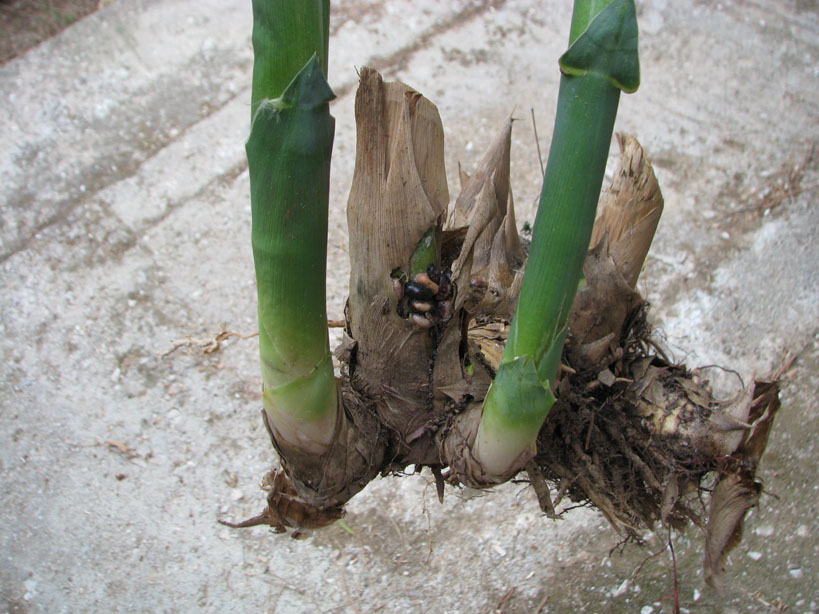 Mediterranean bamboo roots. Photo 03.