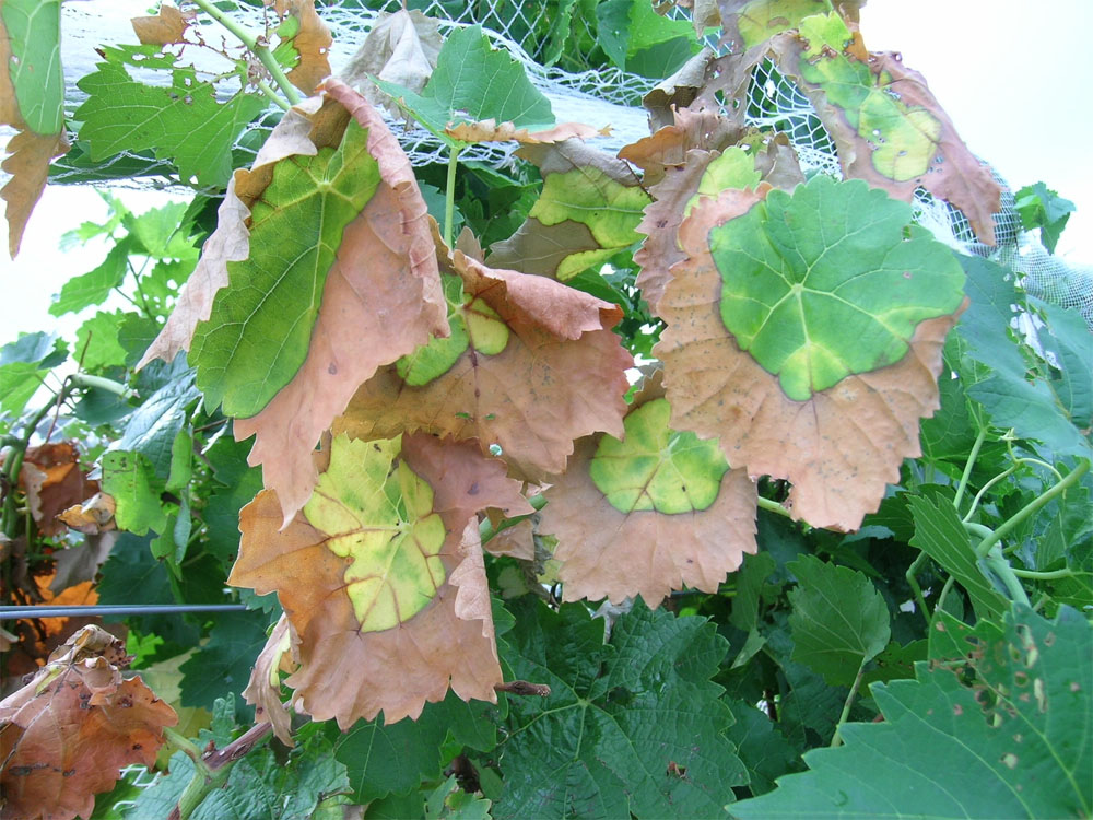 Pierce's disease. Affected leaves on a vine