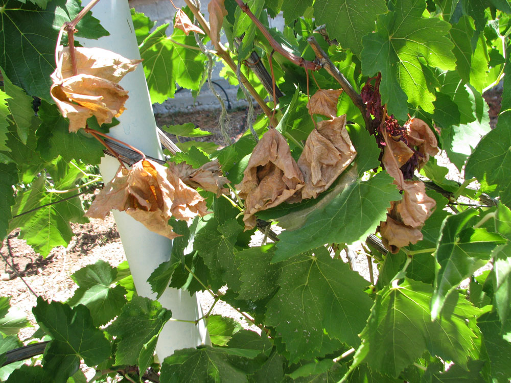 Pierce's disease. Dried leaves on a vine