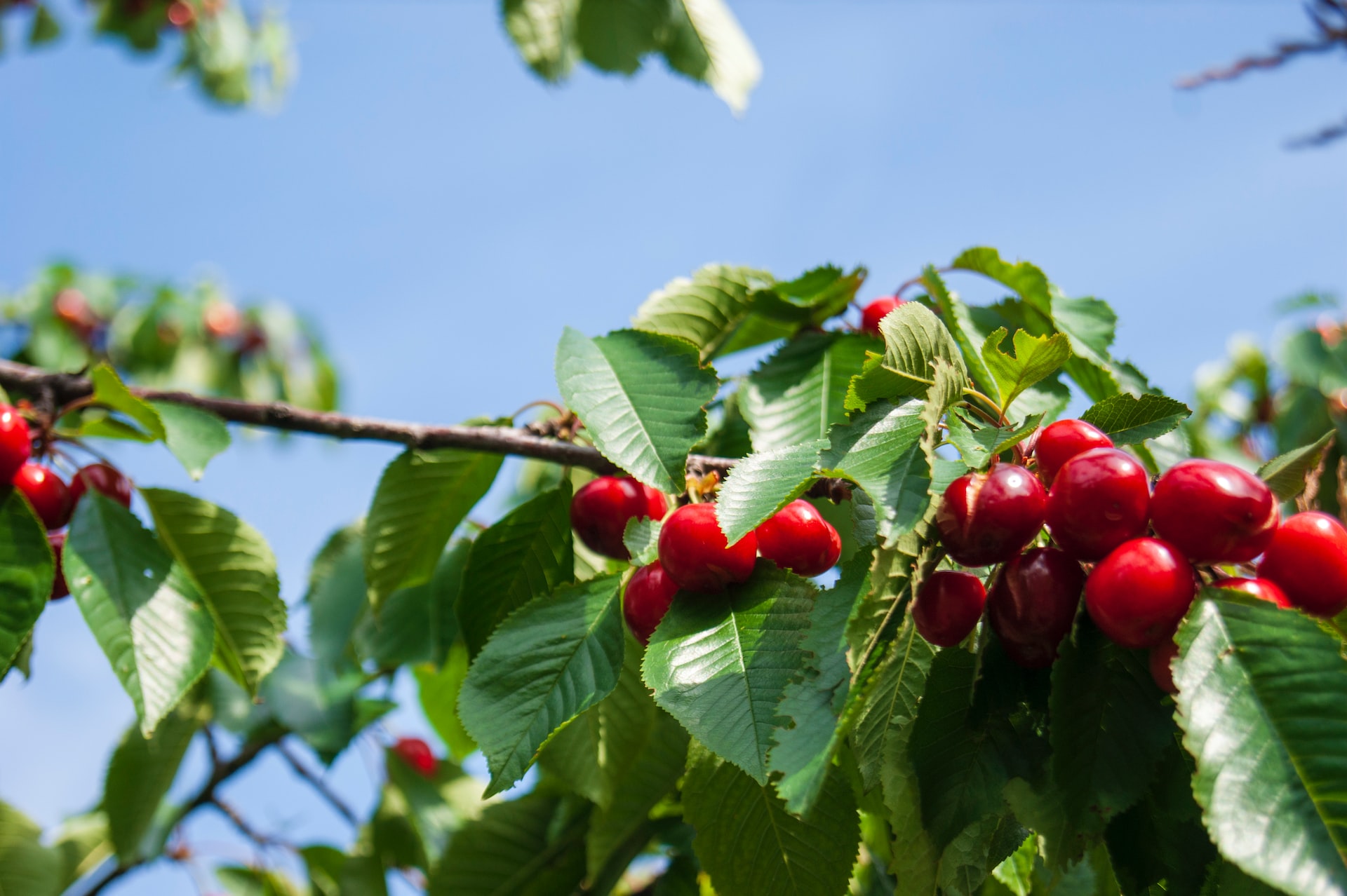 How to grow cherry trees in the garden and pots. Cherry pollinators ...