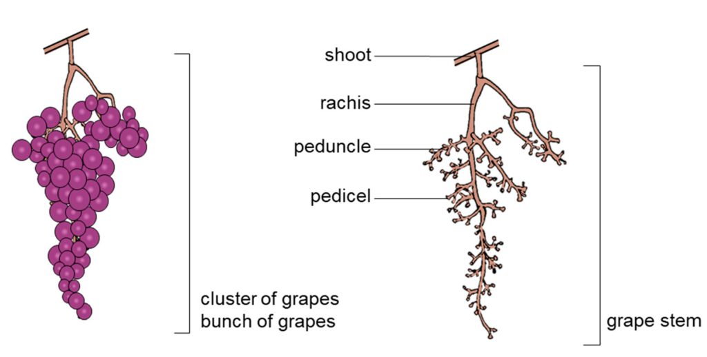 grape bunch morphology