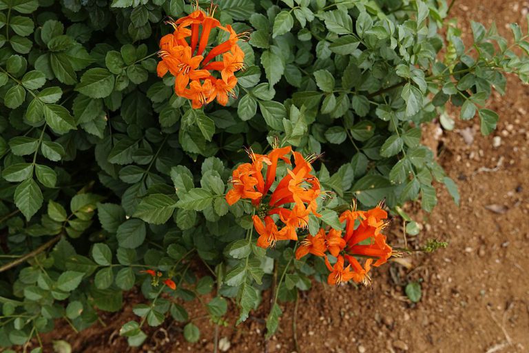 taking-care-of-cape-honeysuckle-tecoma-capensis-plant-kalliergo