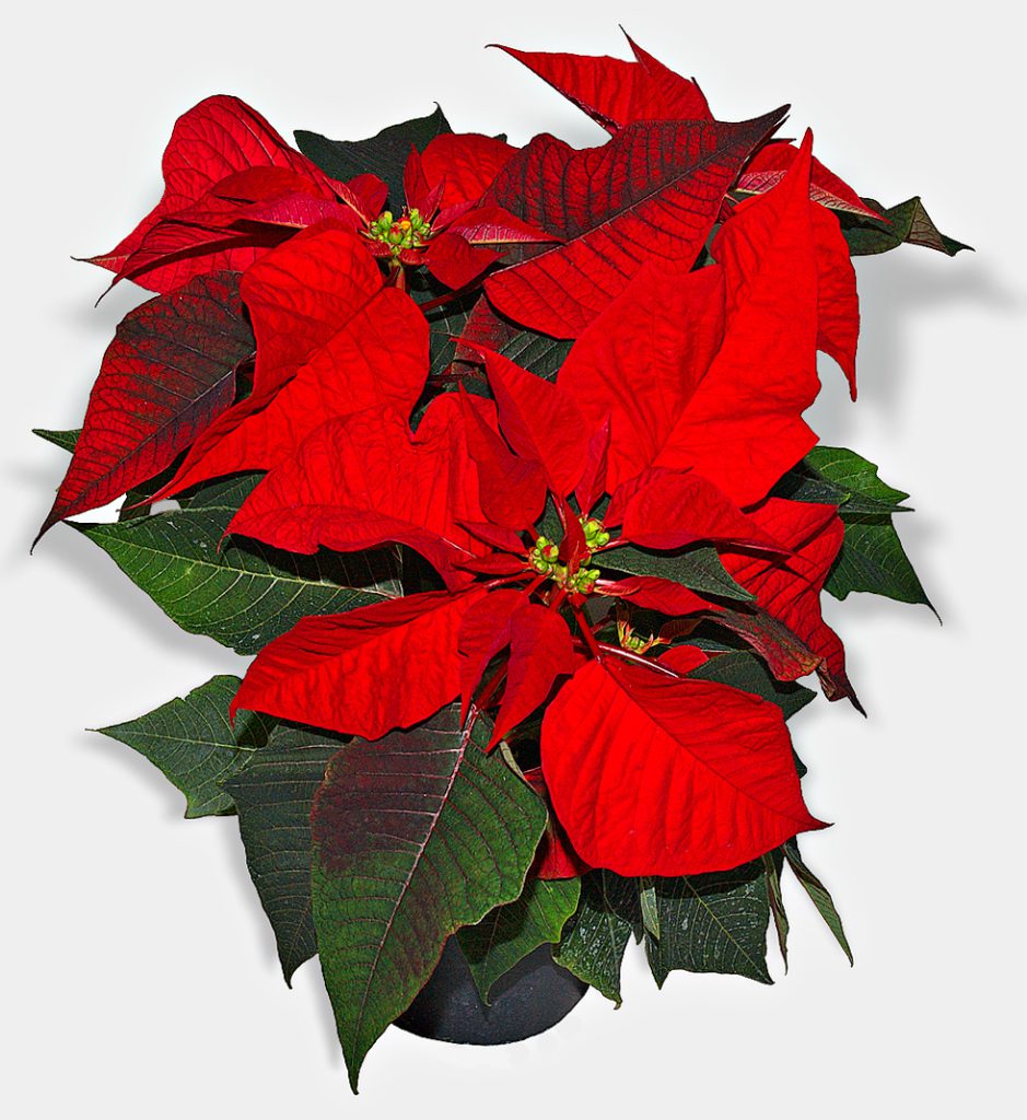 Taking care of Poinsettia plant indoors and outdoors - KALLIERGO